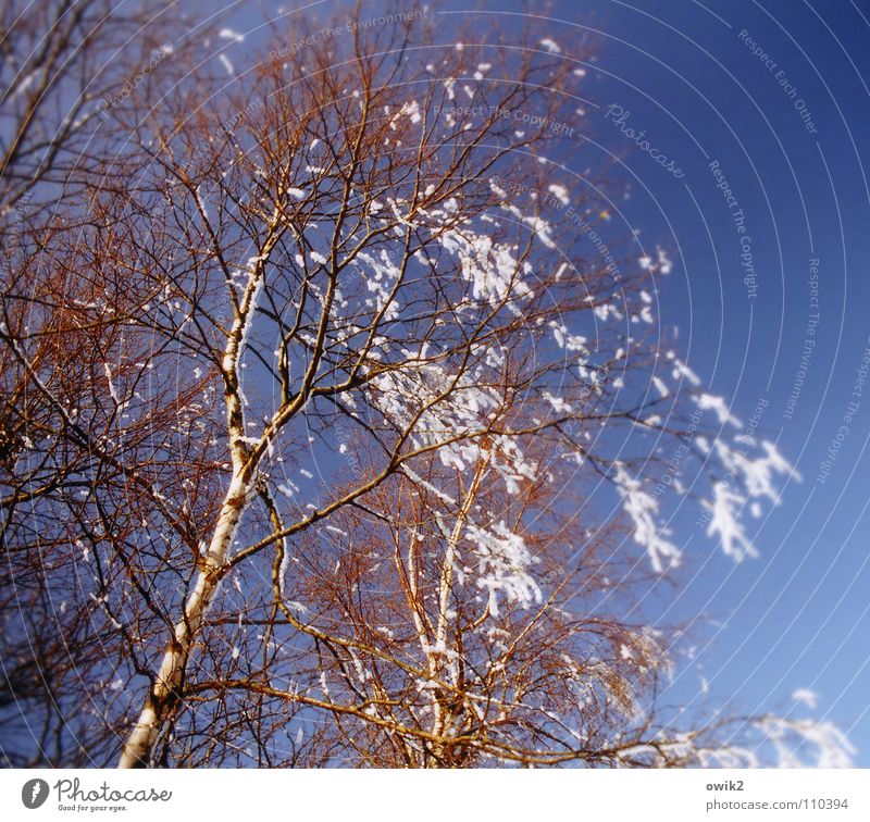 Winterlied Schnee Umwelt Natur Pflanze Wolkenloser Himmel Klima Schönes Wetter Eis Frost Birke Zweige u. Äste Bewegung glänzend hängen leuchten kalt blau Idylle