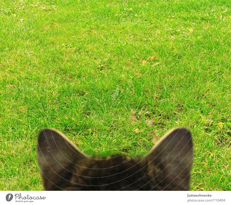 Unendliche Weiten, Mister Schpock Katze hören Publikum Kontrolle Landraubtier beobachten Wiese Gras Hauskatze Mausefalle Dose Ausdauer geduldig Zeit