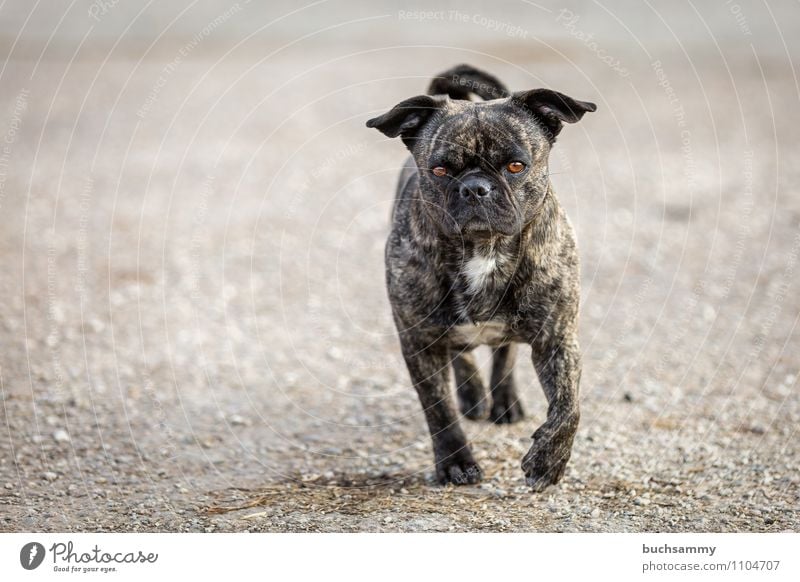 Kleiner Teufel Tier Haustier Hund 1 gehen klein Gelassenheit beweglich gefährlich Stolz Augen Fellzeichnung Haushund Kies Mischling Mops Ohren Säugetier