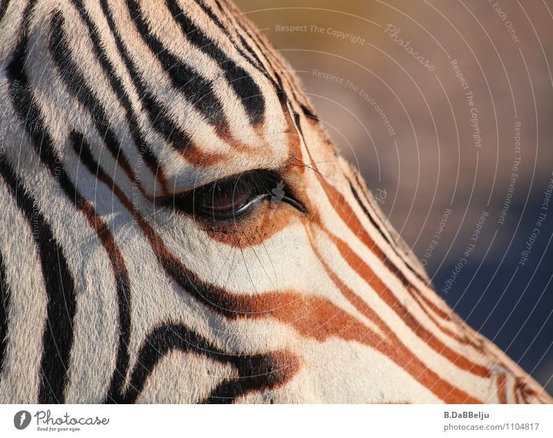 Im Auge des Zebras exotisch Ferien & Urlaub & Reisen Tourismus Abenteuer Ferne Freiheit Safari Expedition Natur Tier Wildtier 1 braun weiß Afrika ignorieren