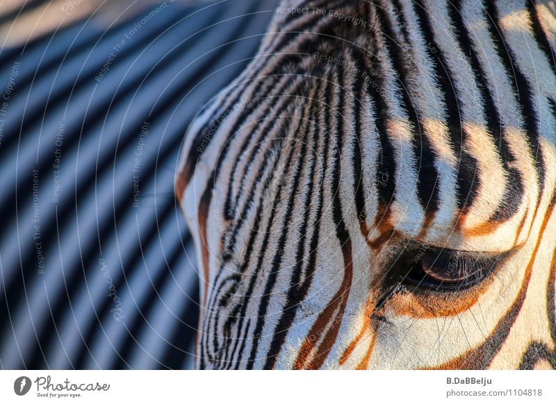 Zebra-Profil exotisch Ferien & Urlaub & Reisen Tourismus Abenteuer Ferne Freiheit Safari Expedition Sommer Natur Tier Wildtier 1 Streifen entdecken