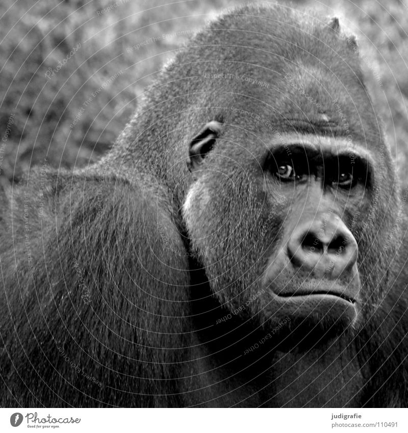 Gorilla Affen maskulin Tier Säugetier Menschenaffen gefangen schwarz weiß Macho Trauer Fell Zoo Schwarzweißfoto Macht hominidae Blick Ärger Traurigkeit