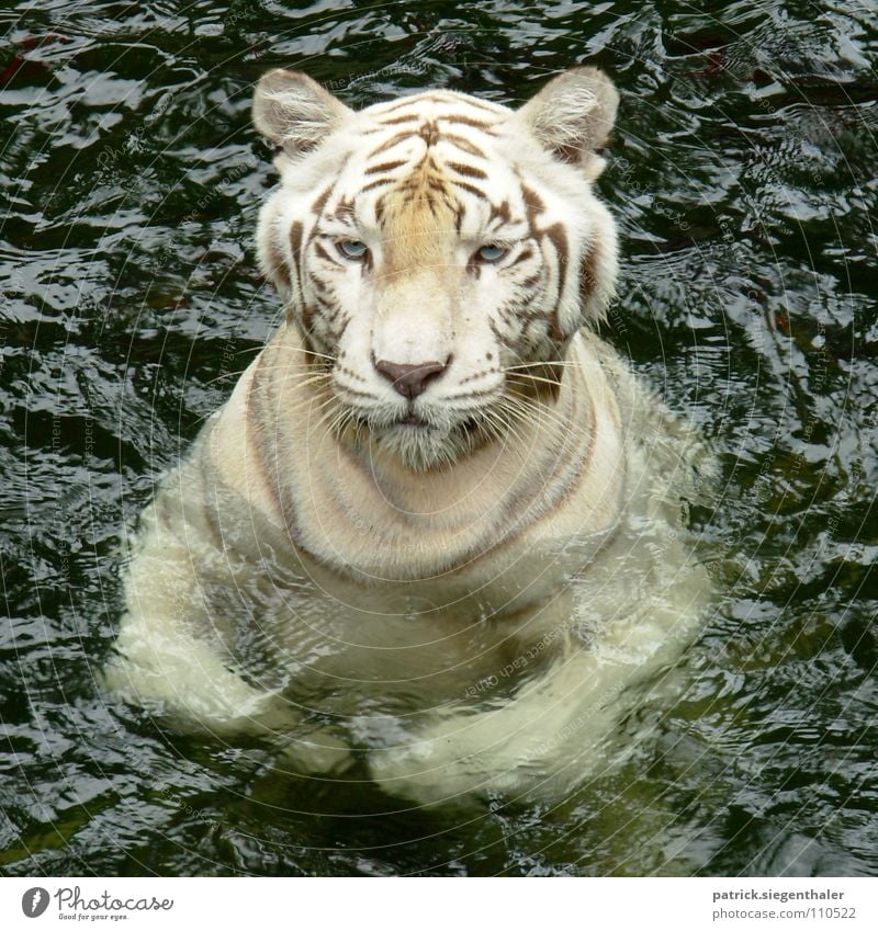 Swimming Tiger hidden Dragon Bengal Tiger Indien Kraft Katze weiß Wachsamkeit Zoo Singapore füttern Säugetier Asien Weisser Tiger Indischer Tiger Südasien