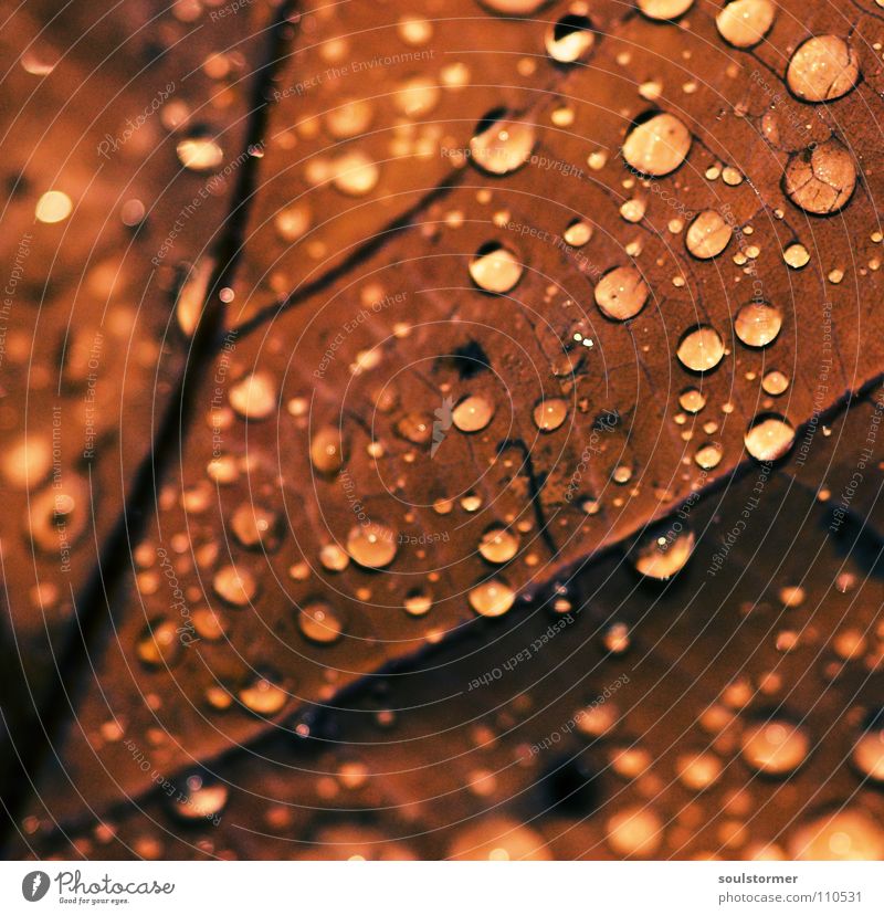 Schmuddelwetter Cross Processing Grünstich Gelbstich Blatt Pflanze Regen Gefäße nass Licht Herbst spät fallen braun grau schwarz Makroaufnahme Nahaufnahme