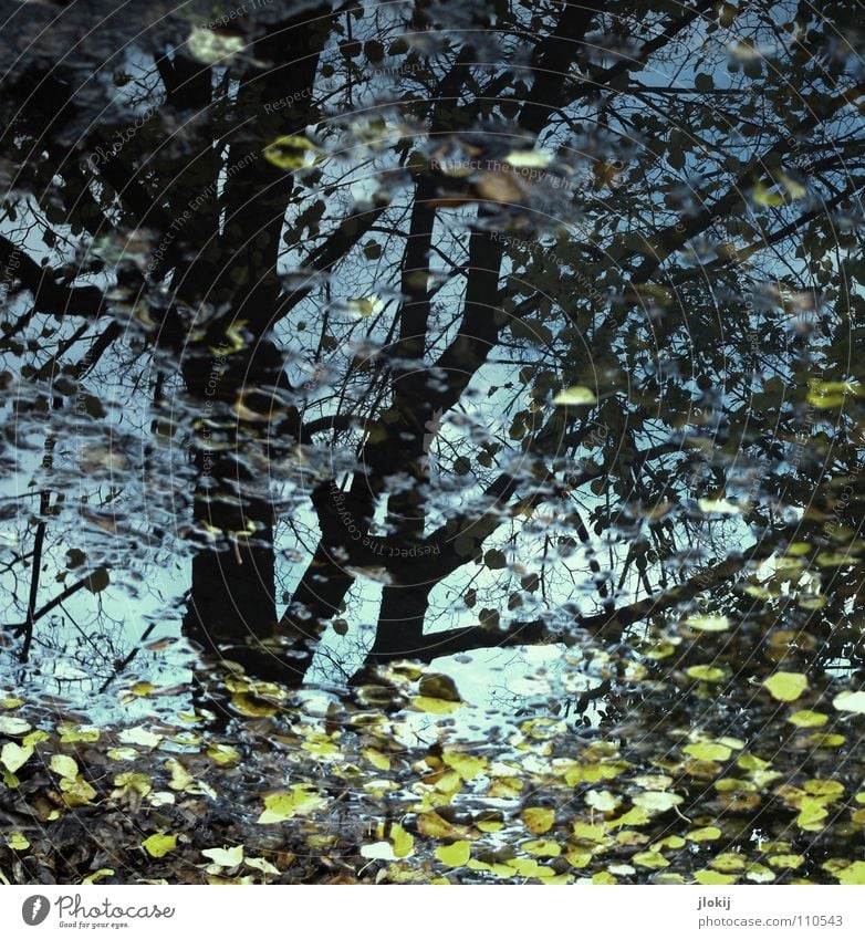 Herbsttag Pfütze Jahreszeiten Baum Blatt Reflexion & Spiegelung Wasser Regen Ast
