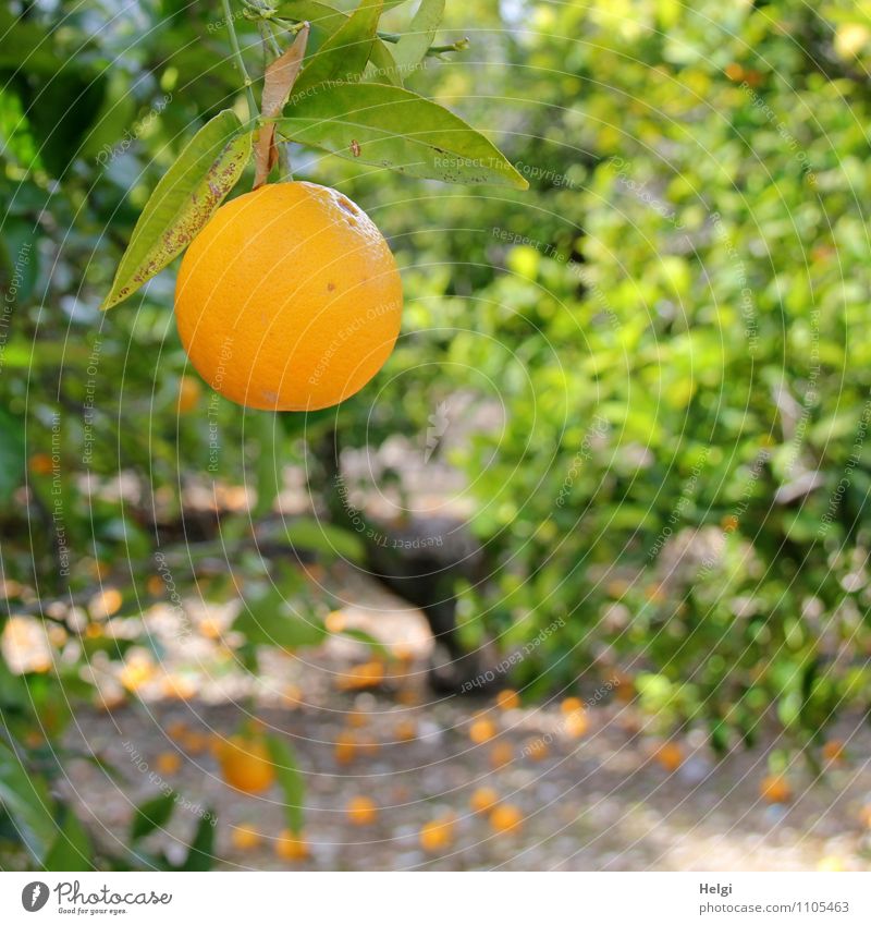 von der Sonne gereift... Lebensmittel Frucht Orange Bioprodukte Vegetarische Ernährung Umwelt Natur Landschaft Pflanze Frühling Schönes Wetter Baum Blatt