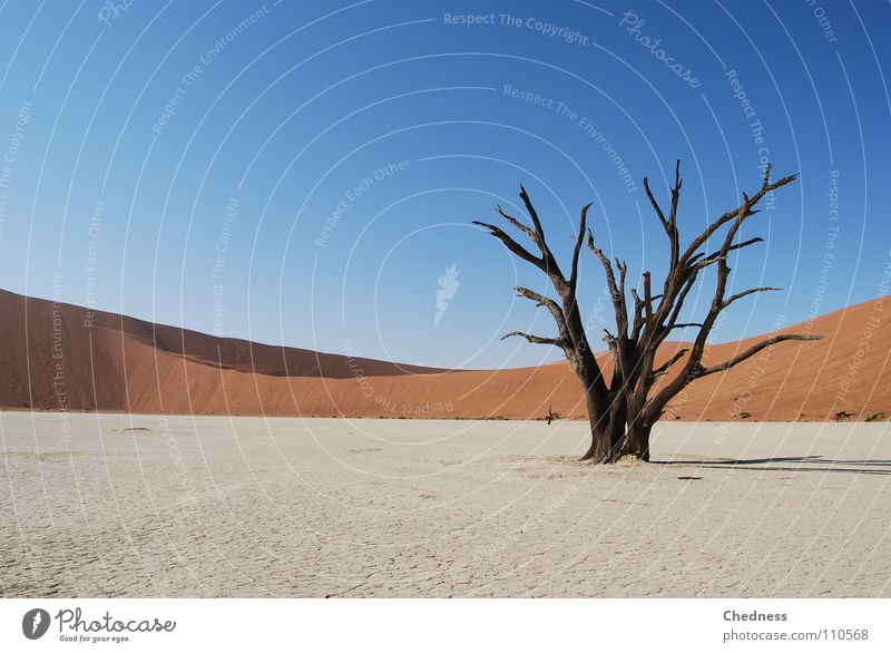 A. Kazien ruhig Landschaft Wüste blau rot Tod Vergänglichkeit Sossusvlei Akazie Namibia Skelett Ödland Afrika Baumgerippe Stranddüne Textfreiraum links