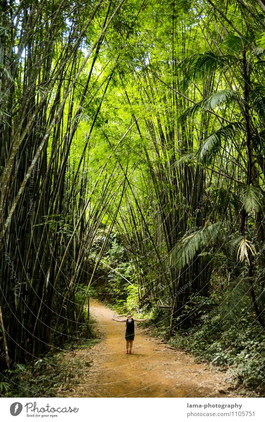 Big Nature Junge Frau Jugendliche Erwachsene 1 Mensch exotisch Bambus Bambusrohr Urwald Nationalpark Khao Sok Thailand Asien groß klein grün Größe Farbfoto