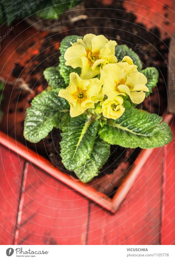 Gelbe Primeln auf rotem Holztisch Lifestyle Stil Design Sommer Wohnung Garten Dekoration & Verzierung Tisch Natur Pflanze Frühling Blume gelb grün