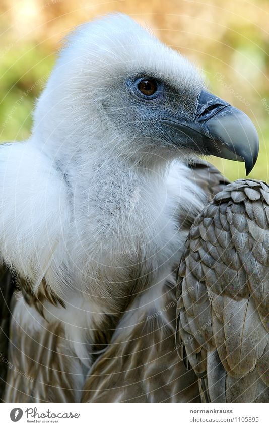 Gänsegeier Tier Vogel Zoo 1 beobachten Wachsamkeit Kraft Geier Greifvogel vogelportrait Vogelkopf Aasfresser Schnabel gefiedert Feder Farbfoto Außenaufnahme