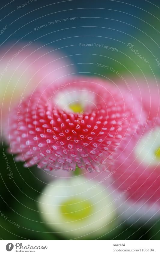 Bellis Natur Pflanze Frühling Blatt Blüte Stimmung rosa Gänseblümchen schön Frühlingsblume Farbfoto Außenaufnahme Nahaufnahme Detailaufnahme Makroaufnahme Tag