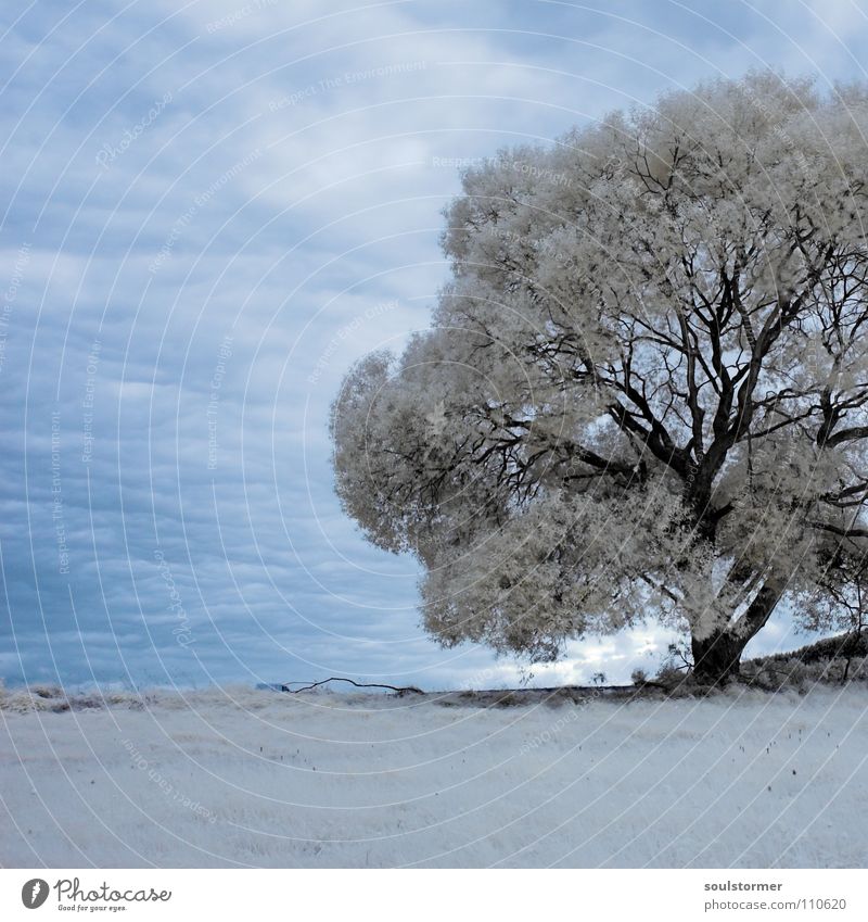 Baum im Quadrat gefangen! Personenzug Infrarotaufnahme Farbinfrarot Holzmehl Wolken Gras Bergkette Hügel Blatt weiß grau schwarz Himmel Infarot Surrealismus