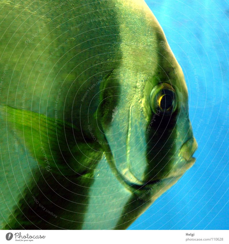 Nahaufnahme eines Scalars in einem Aquarium Zoo Fischmaul Lippen Kieme nass groß Blick Streifen glänzend weiß schwarz grün Tier schimmern Makroaufnahme