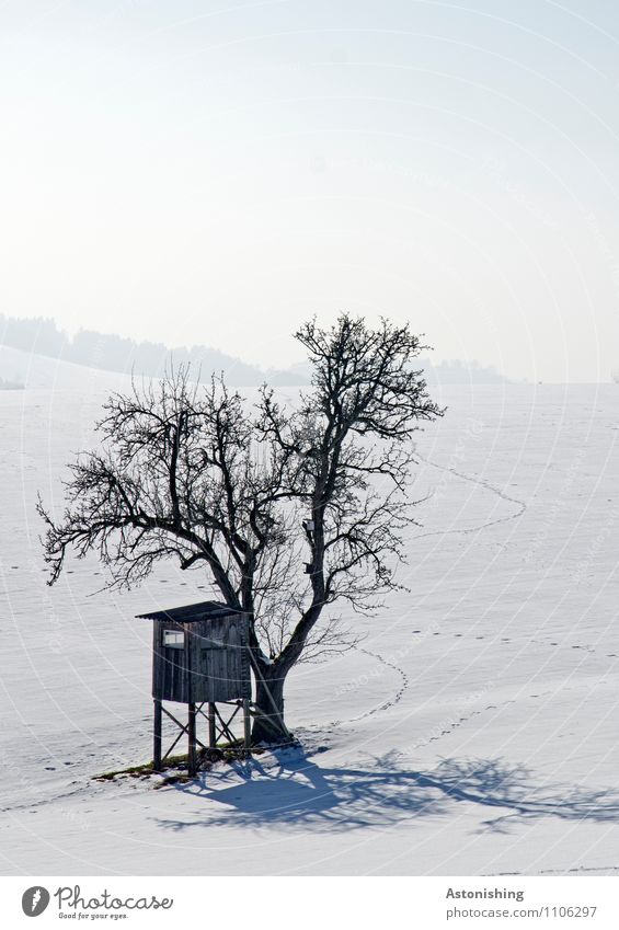Baum und Hochstand Umwelt Natur Landschaft Pflanze Himmel Winter Klima Wetter Eis Frost Schnee Schneefall Wiese Hügel Hütte stehen kalt blau grau schwarz weiß