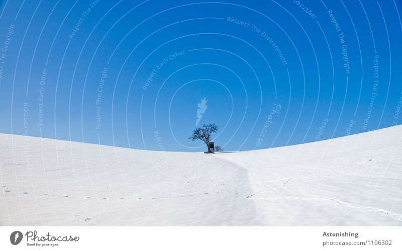einsamer Baum im Schnee Umwelt Natur Landschaft Pflanze Himmel Wolkenloser Himmel Winter Wetter Eis Frost Wiese Hügel stehen blau schwarz weiß Hochsitz