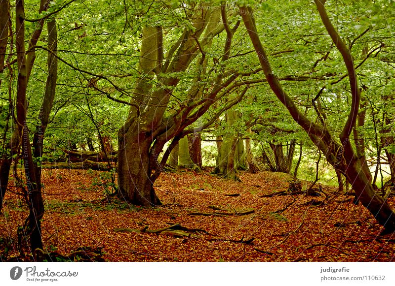 Darßwald Wald Baum Blatt Buche Laubbaum Umwelt Urwald Nationalpark Farbe Natur