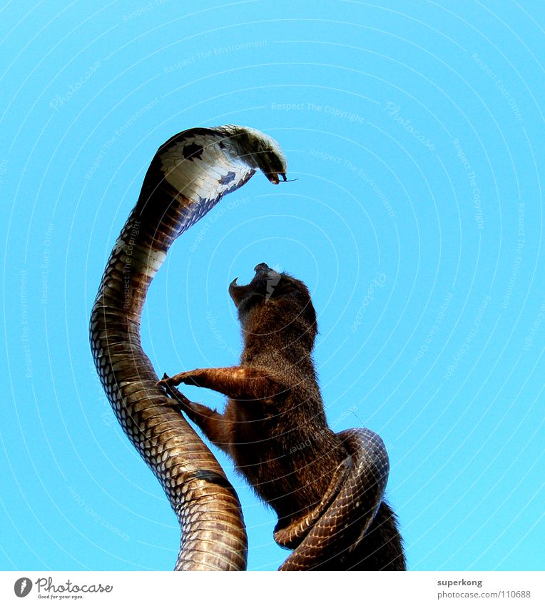 fight Quadrat Schlange kämpfen blau mungo mungos snake animal überlebenstrieb