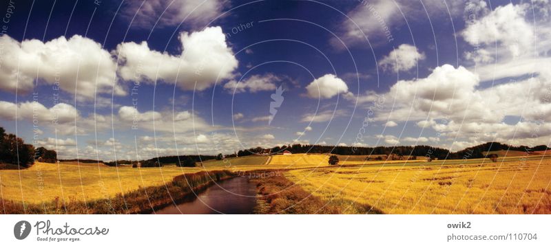 Schwedisches Kino Ferne Sommer Landwirtschaft Forstwirtschaft Umwelt Natur Landschaft Pflanze Urelemente Himmel Wolken Horizont Klima Schönes Wetter Nutzpflanze