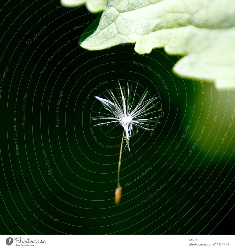 in der Schwebe Natur Frühling Pflanze Blume Sträucher Blatt Grünpflanze Löwenzahn Garten fliegen hängen verblüht Wachstum grün Schweben Farbfoto Außenaufnahme