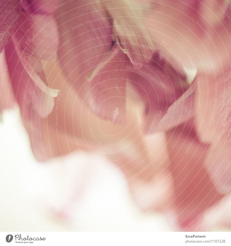 ein Blümchen dazu Pflanze Frühling Blume Blüte Blühend natürlich schön rosa rot weiß Vergänglichkeit verblüht Blütenblatt Strukturen & Formen Farbfoto
