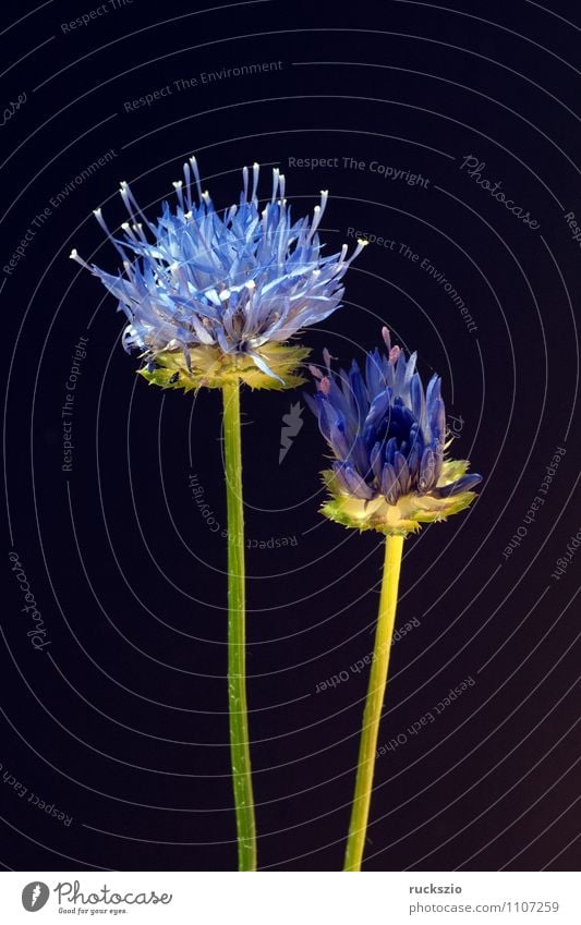 Sandgloeckchen, Jasione, laevis, Garten Natur Pflanze Blume Blüte Blühend frei blau schwarz Ausdauernde Sandrapunzel Ausdauerndes Garten-Blaukoepfchen
