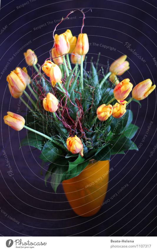 Geburtstagstulpen - für Barbaclara elegant Stil Pflanze Blume Tulpe atmen Blühend ästhetisch natürlich schön gelb schwarz Frühlingsgefühle Leichtigkeit