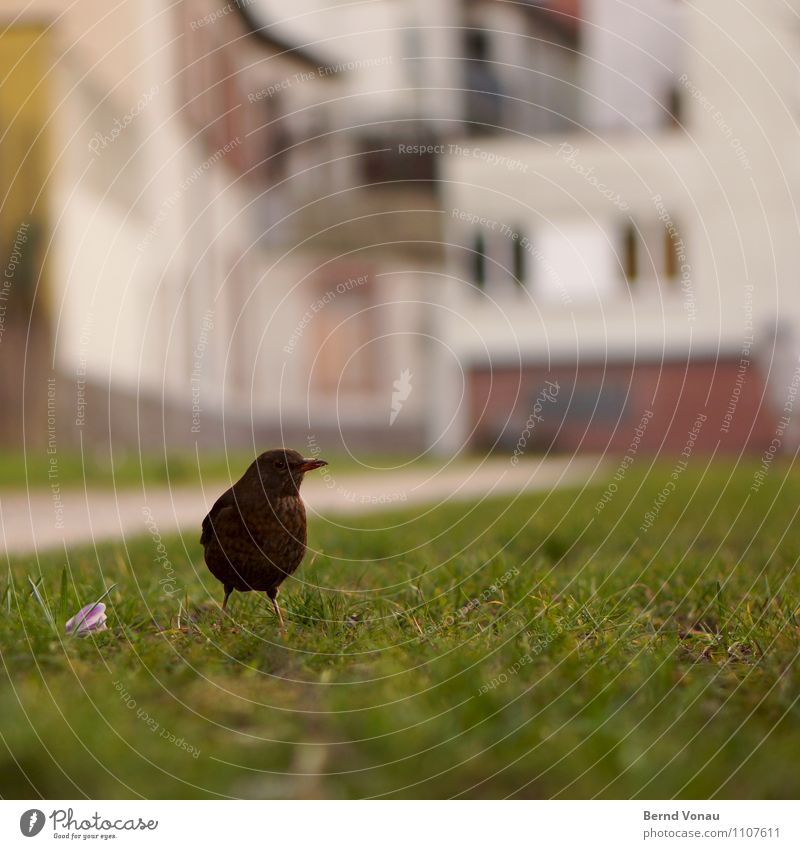 Vogel-HD Gras Heidelberg Stadt Haus schön Amsel Schnabel Krokusse Boden bodennah einzeln Farbfoto Nahaufnahme Menschenleer Textfreiraum oben Textfreiraum unten