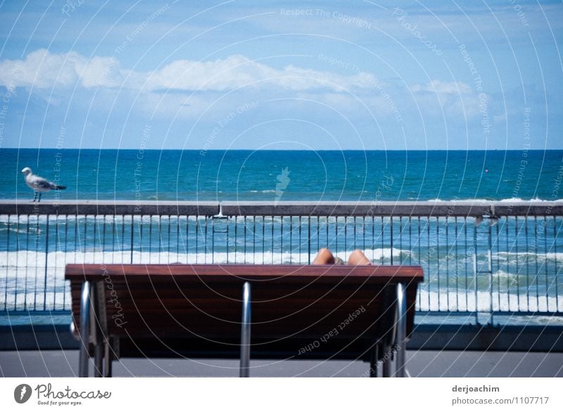 Seele baumeln lassen auf einer Bank am Meer.Eine Möve schaut zu .bench with a view Freude Erholung Strand Erwachsene Beine 1 Wasser Wolken Sommer Schönes Wetter