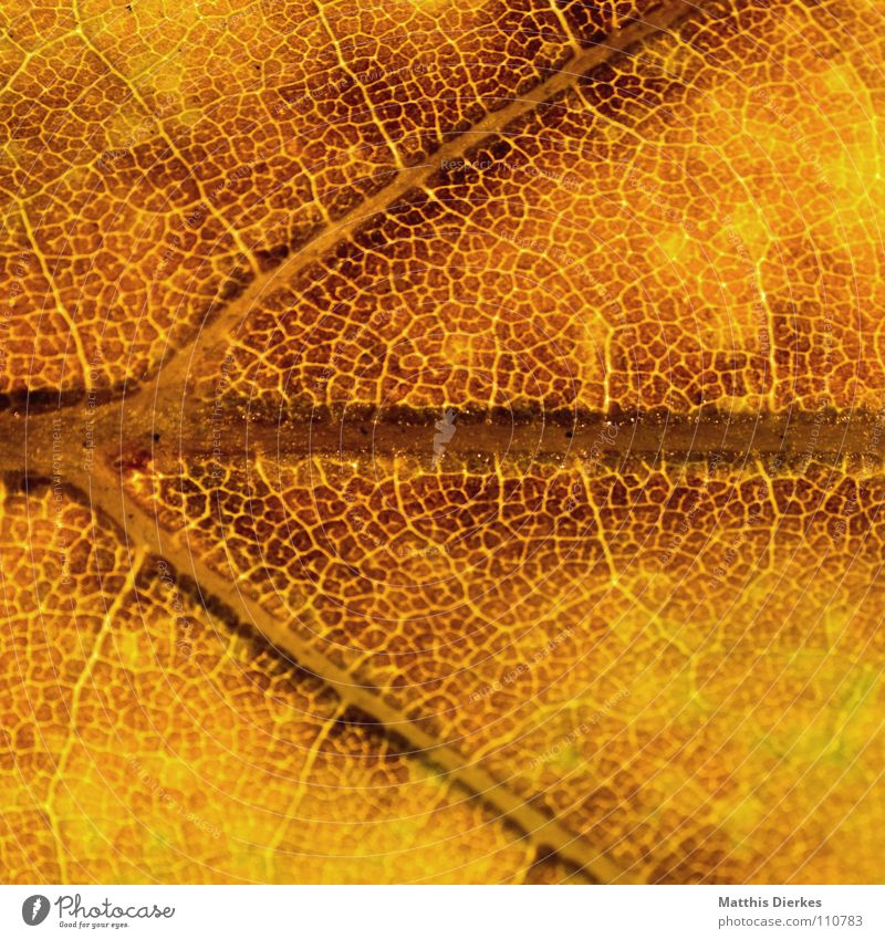 DER HERBST VI Herbstlaub herbstlich Herbstfärbung Blattadern gelb Makroaufnahme Bildausschnitt Hintergrundbild