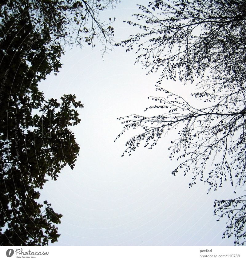 Baumkronen VIII Herbst Wald Blatt Winter schwarz weiß unten Wolken Himmel Ast Zweig Natur blau Schatten hoch fallen Wind