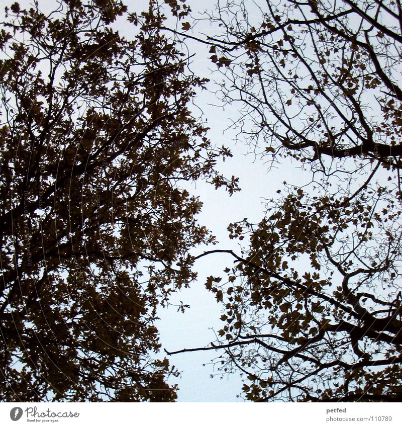Baumkronen IX Herbst Wald Blatt Winter schwarz weiß unten Wolken braun Himmel Ast Zweig Natur blau Schatten hoch fallen Wind