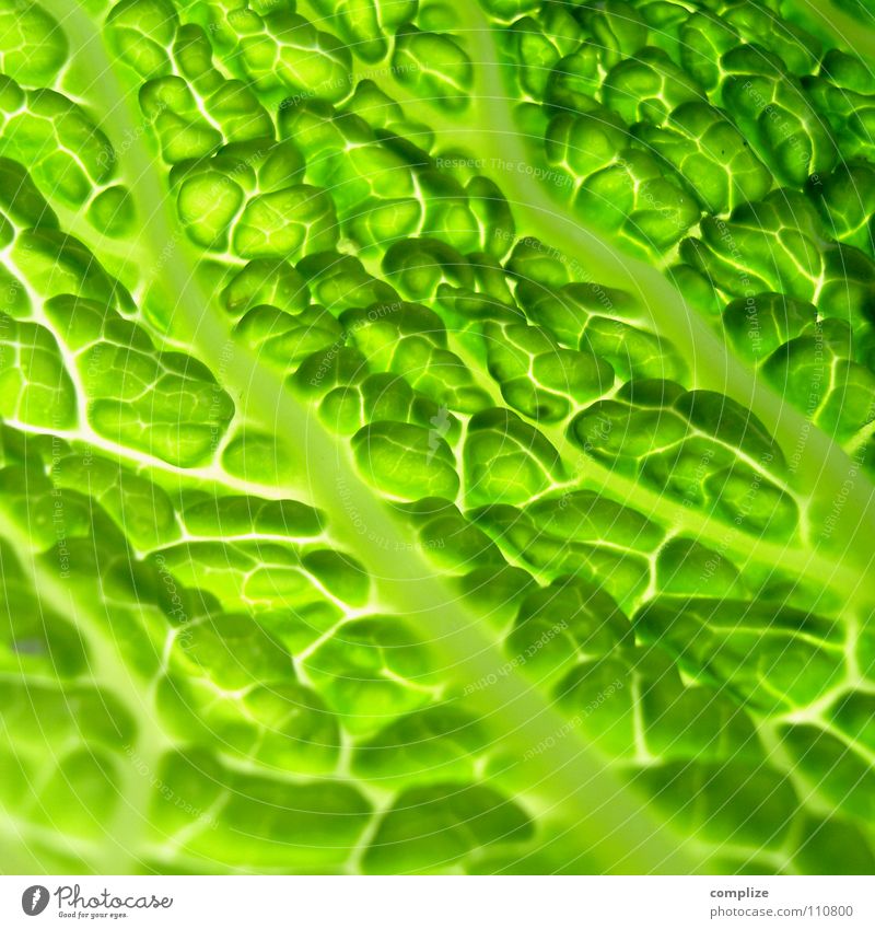 wirsing Wirsing Kohl kochen & garen Küche Gesundheit Gesunde Ernährung frisch Salatblatt grün Gefäße Blattadern Licht Beleuchtung Nahaufnahme