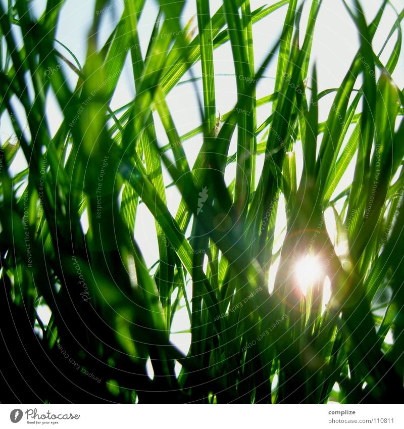 sonnenschutz Gras Wiese Sonnenstrahlen Sommer Frühling Froschperspektive Physik grün Park Halm Nahaufnahme Abendsonne Sonnenuntergang Sonnenaufgang Beleuchtung
