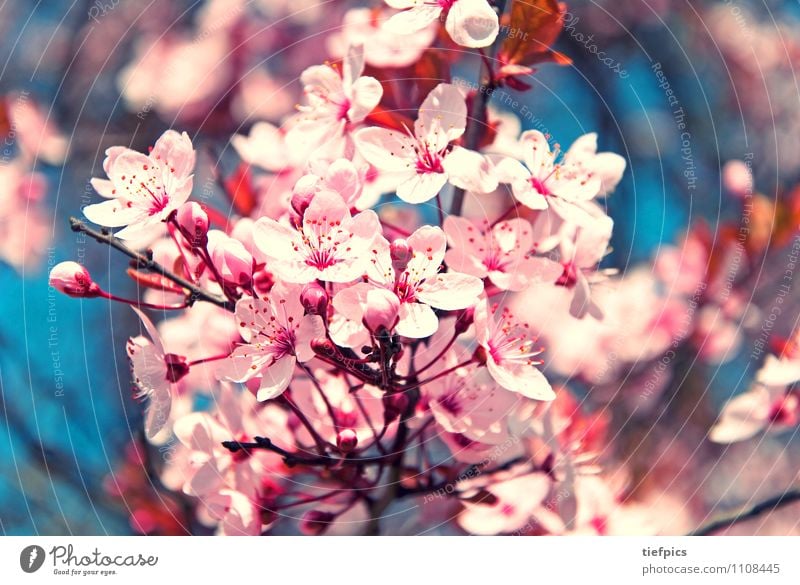 Kirschblüte Frühling springen retro rosa Kirschbaum Kirschblüten Zweig Kirsche blau Makroaufnahme Blüte Blühend optimistisch Ast Gedeckte Farben