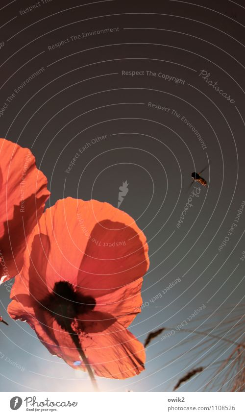 Einflugschneise Umwelt Natur Wolkenloser Himmel Blume Mohn Mohnblüte Mohnblatt Tier Biene fliegen Farbfoto Außenaufnahme Nahaufnahme Detailaufnahme Menschenleer