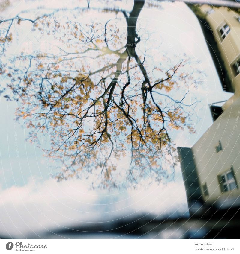 Wurzelbaumast Reflexion & Spiegelung Herbst Haus Scheibenwischer gelb Spiegelbild Himmel Baum Vergänglichkeit Fensterscheibe Blätter kahl blau Ästelig frei