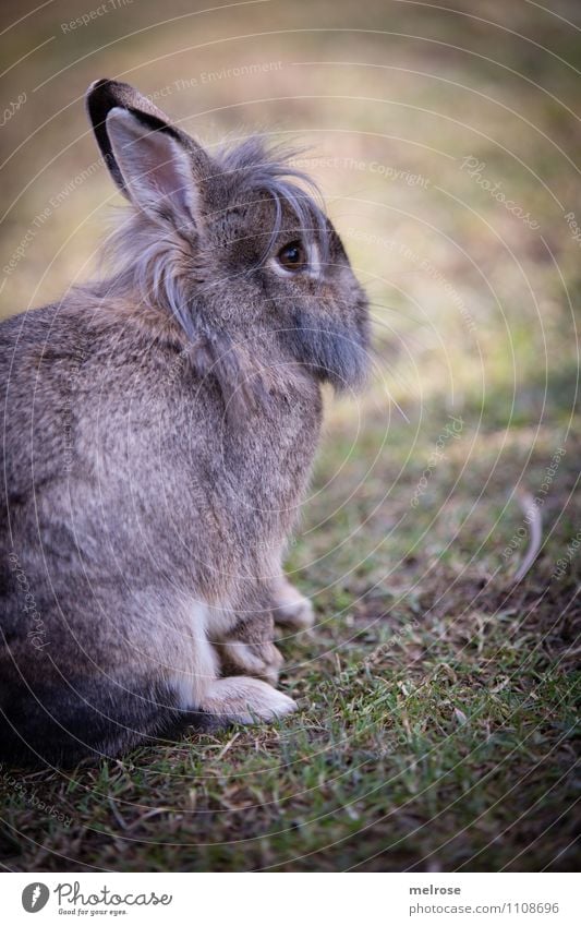Vorösterliche Entspannung Erholung Ostern Natur Frühling Schönes Wetter Gras Wiese Tier Haustier Tiergesicht Fell Pfote Zwergkaninchen Hase & Kaninchen