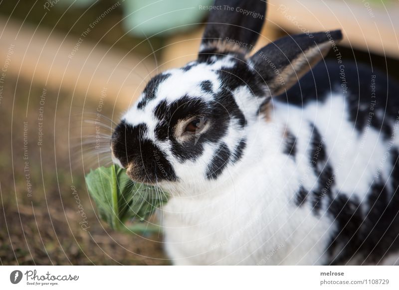 Mahlzeit Salat Salatbeilage Ostern Natur Frühling Gras Salatblatt Wiese Tier Haustier Nagetiere Zwergkaninchen Säugetier Hase & Kaninchen 1 Hasenlöffel Fressen