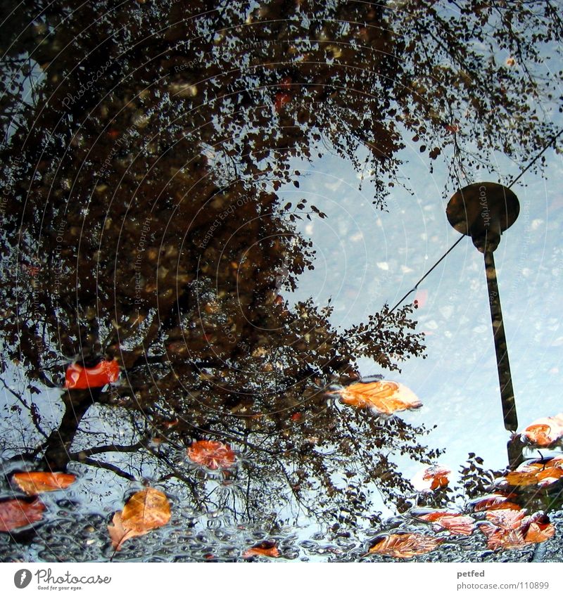 Herbstpfütze I Baum Winter Straßenbeleuchtung Blatt braun grau schwarz Wolken weiß Jahreszeiten Wasser Regen Wetter orange Zweig Ast Himmel blau