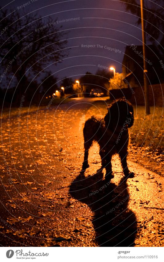 Novembernacht (2) Nacht Oktober Herbst Blatt Hund Laterne Straßenbeleuchtung nass feucht Schlamm Regen unklar geheimnisvoll dunkel flau grau trüb Dämmerung