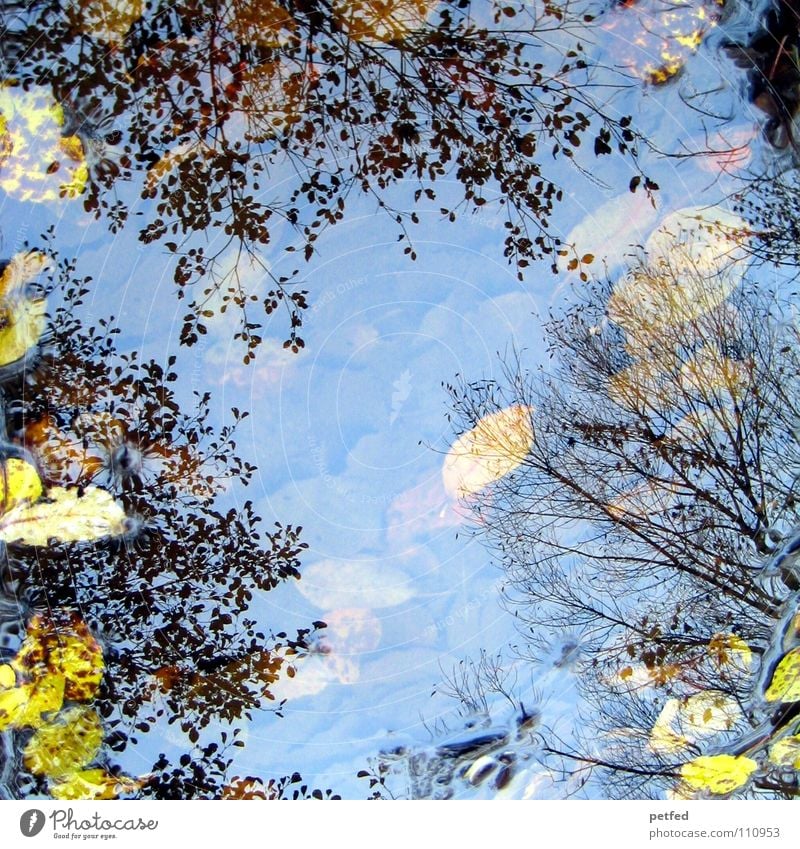 Herbstpfützenbaumkronen I Winter Blatt Reflexion & Spiegelung unten Baum Baumkrone Pfütze Wind Wetter Regen Reflektion Reflection Ast Himmel oben Natur