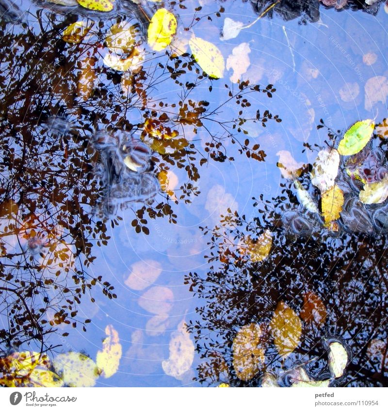 Herbstpfützenbaumkronen II Winter Blatt Reflexion & Spiegelung unten Baum Baumkrone Pfütze Wind Wetter Regen Reflektion Reflection Ast Himmel oben Natur