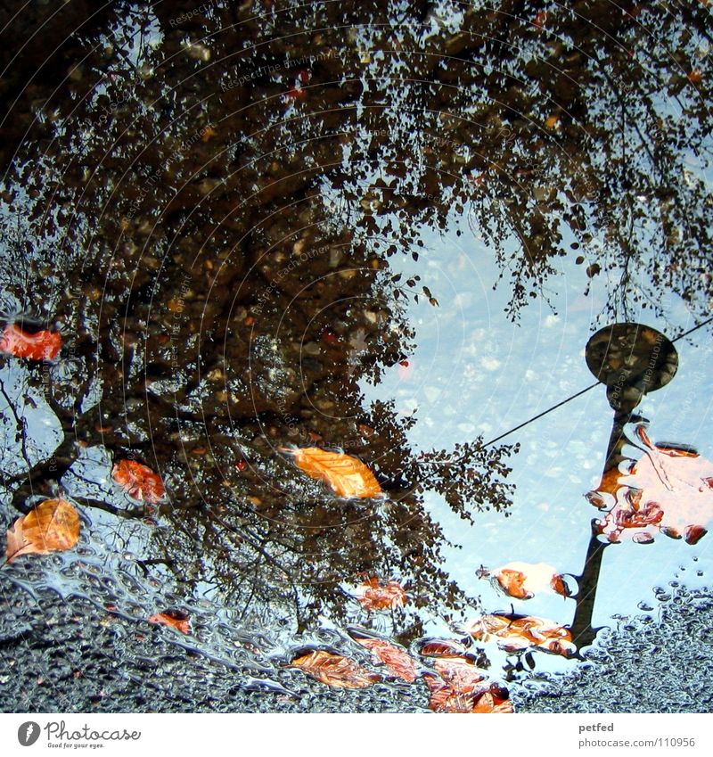 Herbstpfütze II Baum Winter Straßenbeleuchtung Blatt braun grau schwarz Wolken weiß Jahreszeiten Wasser Regen Wetter orange Zweig Ast Himmel blau