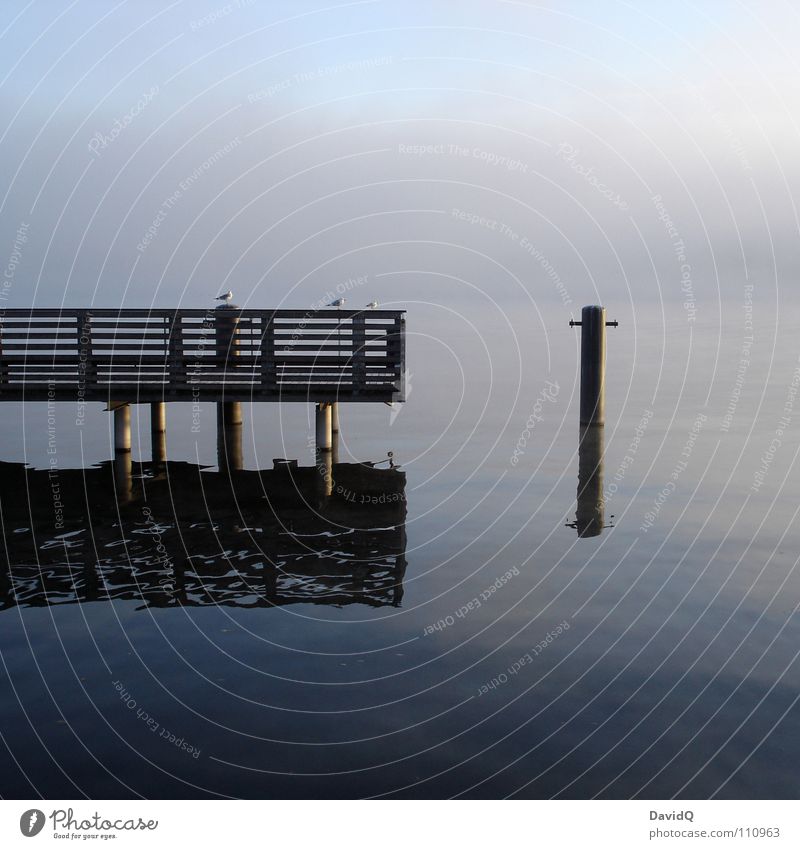 Ruhe Gewässer See Teich Binnensee Steg Anlegestelle vertauen Möwe Nebel Waschhaus Wasseroberfläche Reflexion & Spiegelung ruhig Erholung schweigen Herbst