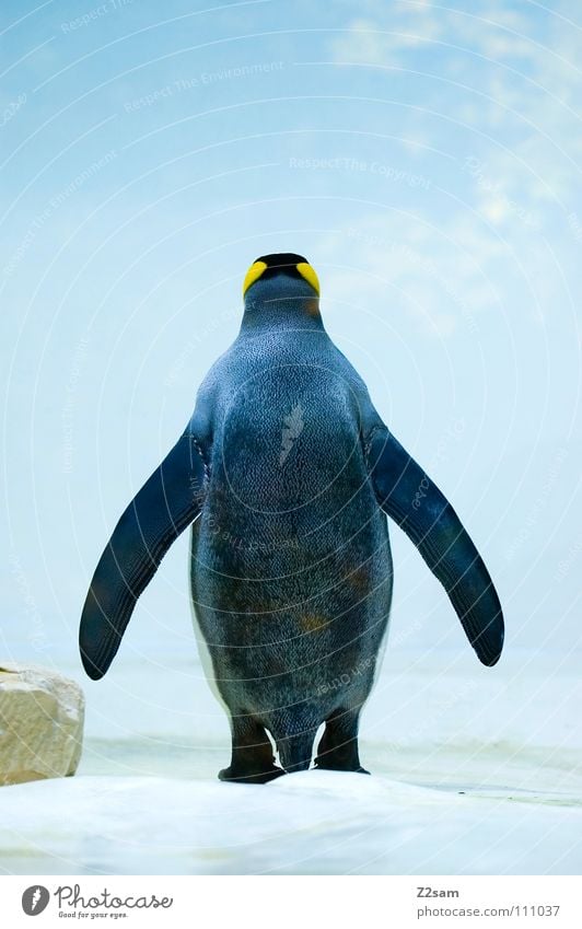auch ein Rücken kann entzücken... Pinguin kalt Tier Vogel Feder Antarktis Kaiserpinguine watscheln stehen Schnabel gelb tauchen lustig Freundlichkeit süß Frack