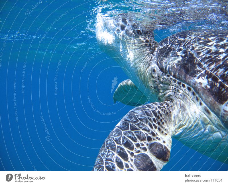 Malediven Water 08 Meer Riff tauchen Schnorcheln Schildkröte Ferien & Urlaub & Reisen Tierschutz Wasser Unterwasseraufnahme traumurlaub meer von unten