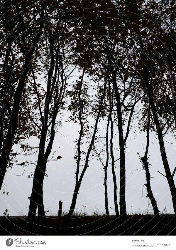 viele kleine Bäume Baum Blatt dunkel Gras Abend Nebel ruhig Einsamkeit schwarz Schwarzweißfoto Herbst Kontrast s-bahnline Schönes Wetter Herbstbeginn Angst