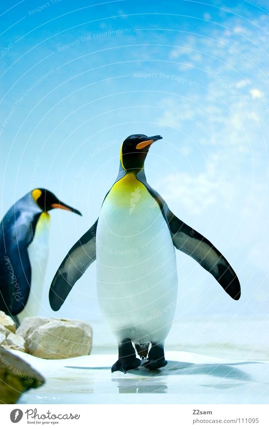 poser im frack Pinguin kalt Tier Vogel Antarktis Kaiserpinguine watscheln stehen Schnabel gelb lustig hell-blau Himmel Mitte Körperhaltung Eis Flügel paarweise