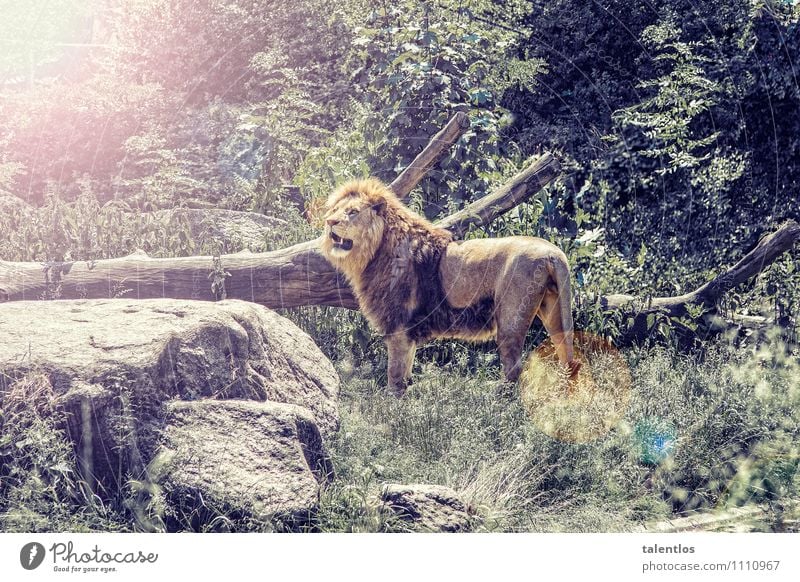 Lion Natur Tier Wildtier Zoo Aggression bedrohlich muskulös stark gelb Erfolg Kraft Willensstärke Macht Mut Tatkraft Wahrheit Ehrlichkeit Abenteuer Löwe
