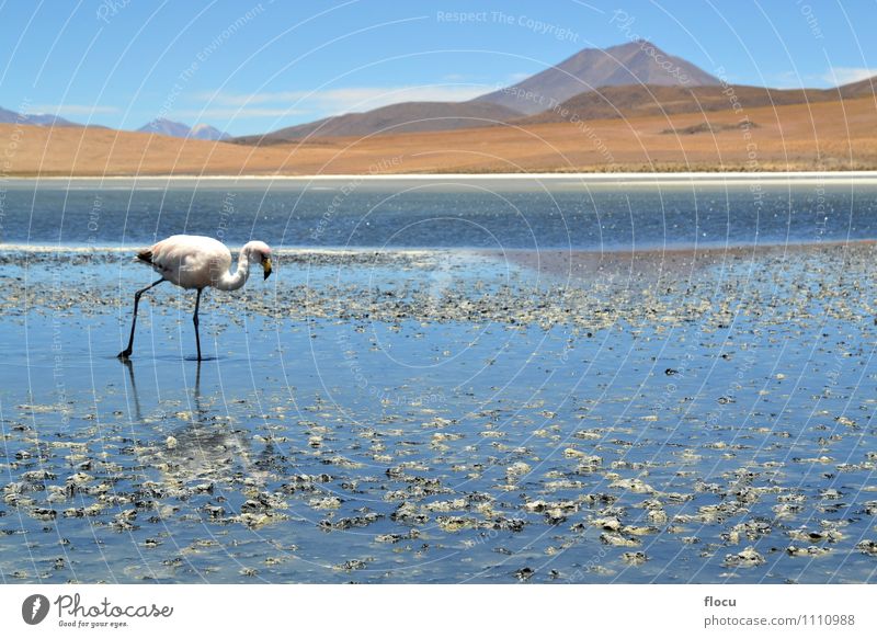 Hochlandflamingos in einer Lagune, Bolivien, Anden exotisch Ferien & Urlaub & Reisen Safari Berge u. Gebirge Natur Tier Wolken Park See Vogel Flamingo Stein